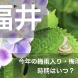 hukui-tsuyu